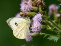 Kleiner Kohlweißling